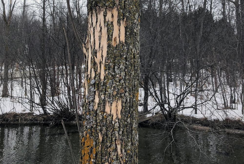 Woodpecker flecking on an infested ash tree