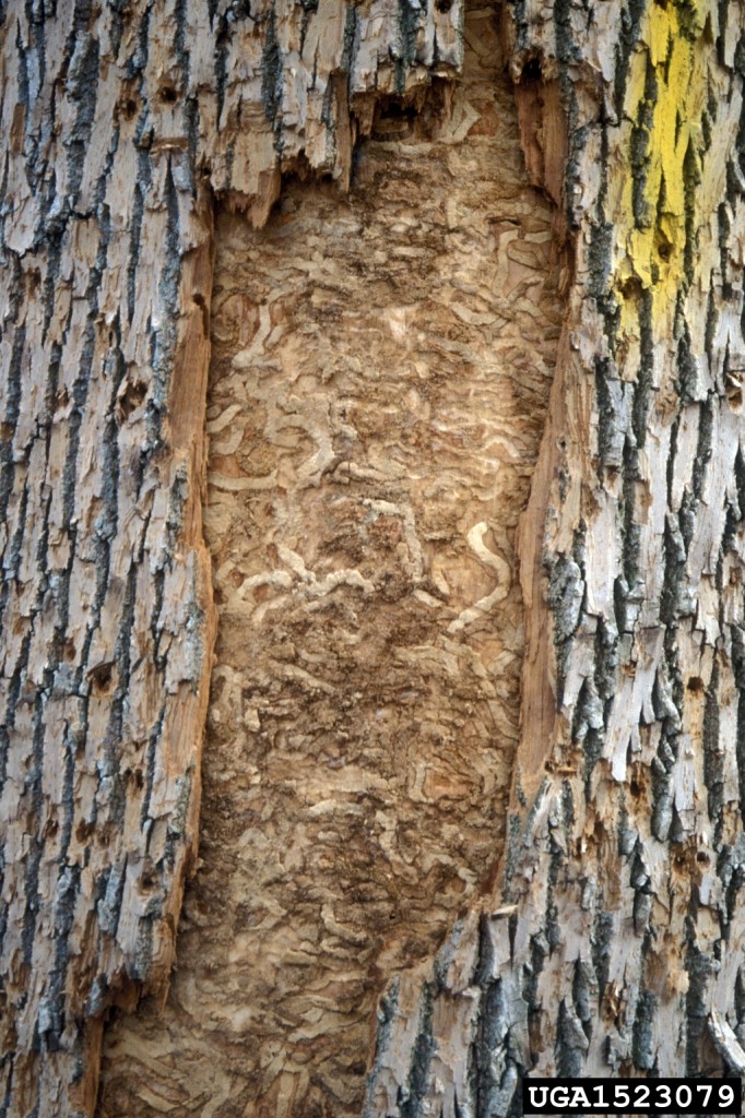 Emerald Ash Borer in Southern Maine